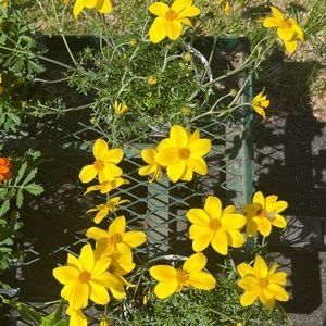 Meet your Posher, Arianna